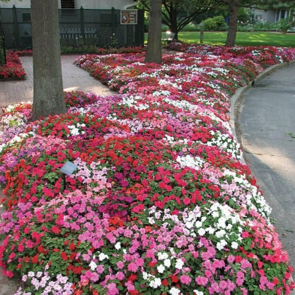 2 Random Impatiens Live Plants, 5-7 Inch Tall