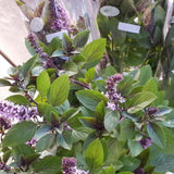 2 African Blue Basil Live Plants, Fresh Herb Seedling, 3-4 Inch Tall