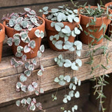 Variegated String of Hearts Live Plant, 4-6 Inch Tall, 4 Inch Pot