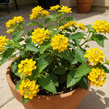 2 Yellow White Lantana Live Plants, Indoor Outdoor Plant, 4-7 Inch Tall