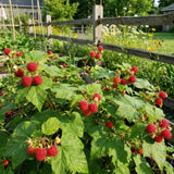 Thimbleberry Live Plant, Berry Plant, 3-5 Inch Tall