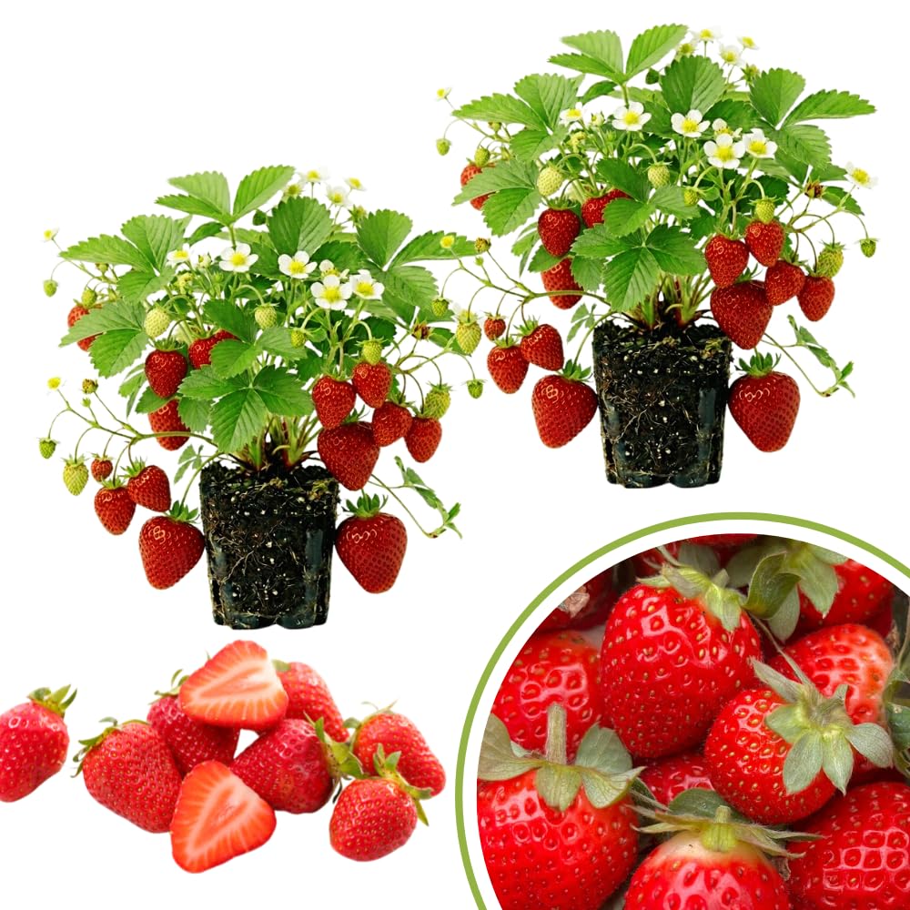 2 Red Strawberry Plants Live, Berry Plant, 3-5 Inch Tall, 3 Inch Pot