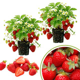 2 Red Strawberry Plants Live, Berry Plant, 3-5 Inch Tall, 3 Inch Pot