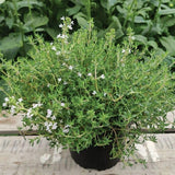 Live Common Thyme Plant, Culinary Thyme Herb Plant