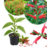 Pineapple Live Salvia Sage Plant, Hardy Flower Plant, 4-7 Inch Tall