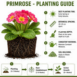2 Random Primrose Live Plants, Vibrant Bloom Flower Plant, 3 Inch Pot