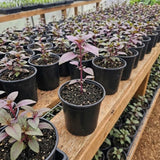 Red Fuchsia Live Plant, Flower Plant, 4-8 Inch Tall, 5 Inch Pot