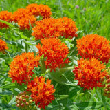 Set of 2 Orange Milkweed Live Plant 4-6" Tall