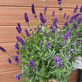 Set of 2 English Lavender Live Plants