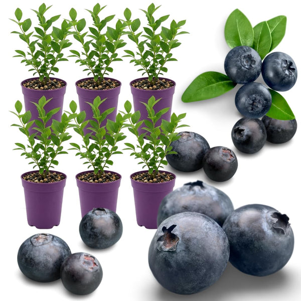 6 Huckleberry Bushes Live Plants, Sweet Edible Berry Bush, 1-3 Inch Tall