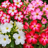 Pack 2 Mix Desert Rose Plants, 3-5" Tall, 2" Pot
