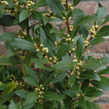 Bay Leaf Tree Live Plant 4 Inch