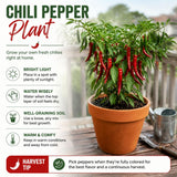 Pepper Chili Live Plant, Chili Plant, 6-9 Inch Tall, 4 Inch Pot