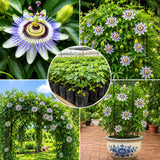 Blue Passion Flower Live Plant, Passiflora Garden Vine, 4-7 Inch Tall