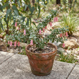 Pink Fuchsia Flower Plant Live, Vibrant Flower, 4-8 Inch Tall in 5 Inch Pot