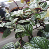 Purple Swedish Ivy Live Plant, Desk Shelf Plant, 3-5 Inch Tall, 2 Inch Pot