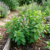 Peppermint Live Plant, Indoor Outdoor Herb Plant, 4-6 Inch Tall, 4 Inch Pot