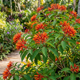2 Orange Firebush Hamelia Plants, 4-6 Inch Tall, Tropical Shrub