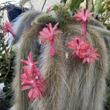 Rare Monkey Tail Cactus Succulent 2" Pot