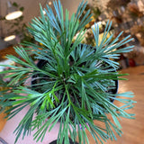 Eyelash Fern Live Plant in 2 Inch Pot, Fern Plant 4-7" Tall