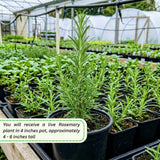 Rosemary Plant Live, Outdoor Garden Herb Plant, 4-6 Inch Tall, 4 Inch Pot