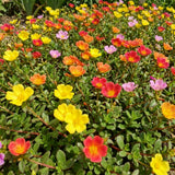 4 Assorted Portulaca Plants Live, Hardy Garden Plant, 4-7 Inch Tall