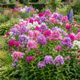 2 Phlox Flower Live Plants, Outdoor Landscape Perennial, 5-7 Inch Tall