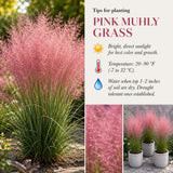 3 Pink Muhly Grass Plants Live, Outdoor Landscape Grass, 4-7 Inch Tall