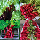 4 Rhubarb Plants Live, Patio Container Plant, 3-5 Inch Tall