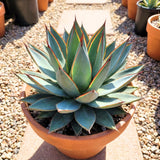 Blue Agave Live Plant, Rock Garden Succulent, 4-6 Inch Tall