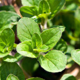 Oregano Live Plant, Herb Plant, 4-6 Inch Tall, 3.5 Inch Pot