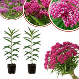 Set of 2 Pink Milkweed Live Plant 4-6" Tall