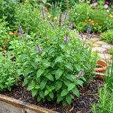 Peppermint Live Plant, Indoor Outdoor Herb Plant, 4-6 Inch Tall, 4 Inch Pot