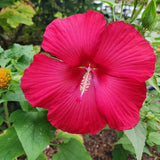 2 Vibrant Red Hibiscus Perennial Plant, 3-6" Tall