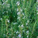 Live Rosemary Culinary Herb Plant