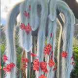 Rare Monkey Tail Cactus Succulent 2" Pot