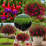 Purple Fuchsia Live Plant, Long Blooming Flower, 4-8 Inch Tall, 5 Inch Pot
