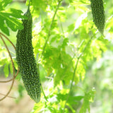 Green Bitter Melon Plant Live, Trellis Vegetable Vine, 4-7 Inch Tall