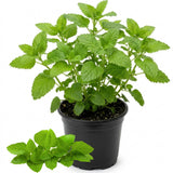 Lemon Balm Herb Live Plant, Herb Seedling Plant, 4-6 Inch Tall, 4 Inch Pot