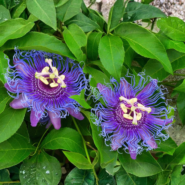 Purple Passiflora Passion Flower Live Plant, Flower Vine, 4-7 Inch Tall