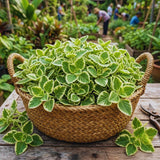 2 Cuban Oregano Live Plants, Herb Plant, 4 Inch Tall, 4 Inch Pot