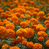Orange African Marigold Live Plant, 5-7 Inch Tall, 4 Inch Pot