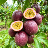 Purple Passionfruit Plant Live, Passion Fruit Vine Plant, 4-6'' Tall