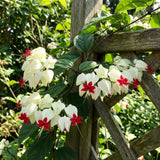 2 White Bleeding Heart Live Plants, Tropical Flower Vine, 5-7 Inch Tall
