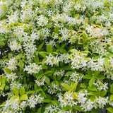 Climbing Star Jasmine Live Plant, 4-7" Tall