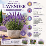 Provence Lavandula Lavender Live Plant, 4-5 Inch Tall, 3.5 Inch Pot