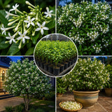 Night Blooming Jasmine Flower Live Plant, 4-6 Inch Tall