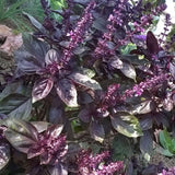 Dark Purple Basil 3-5" Tall, Basil Herb Plant in Pot