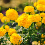 Orange African Marigold Flower Live Plant, 5-7 Inch Tall, 4 Inch Pot