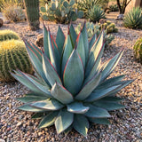 Blue Agave Live Plant, Rock Garden Succulent, 4-6 Inch Tall